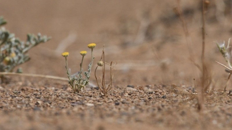 Asphodelus refractus photo 5