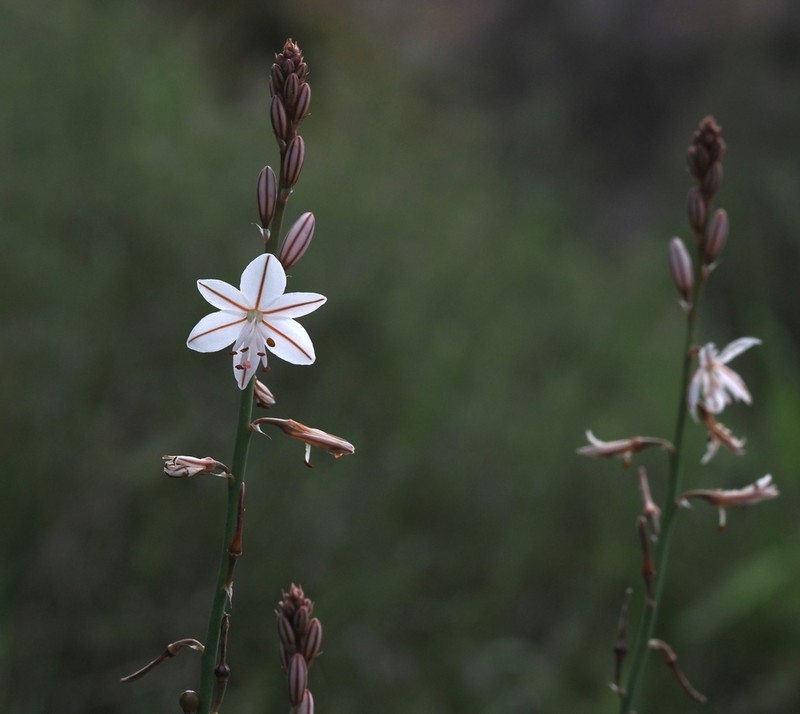 Asphodelus refractus photo 6