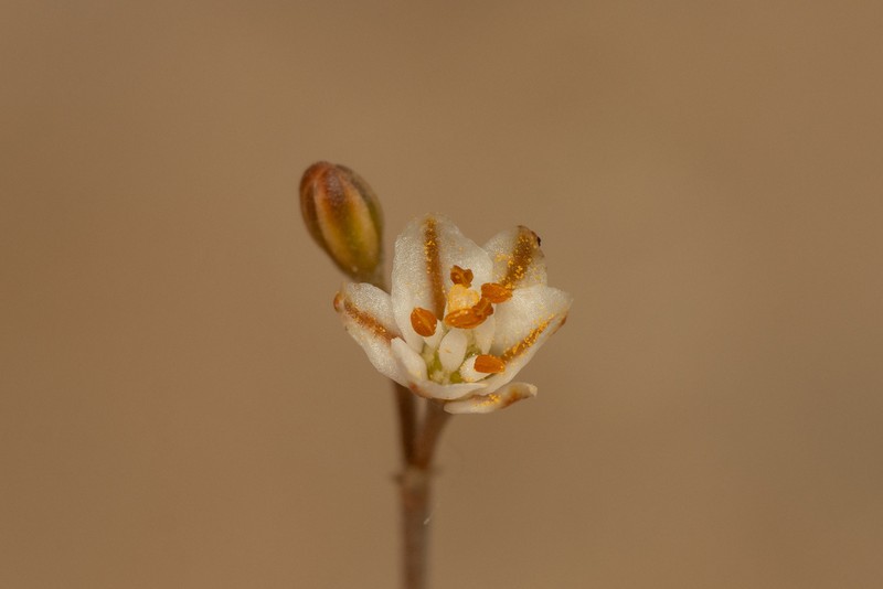 Asphodelus refractus photo 8
