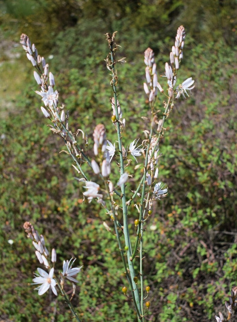 Asphodelus serotinus photo 2