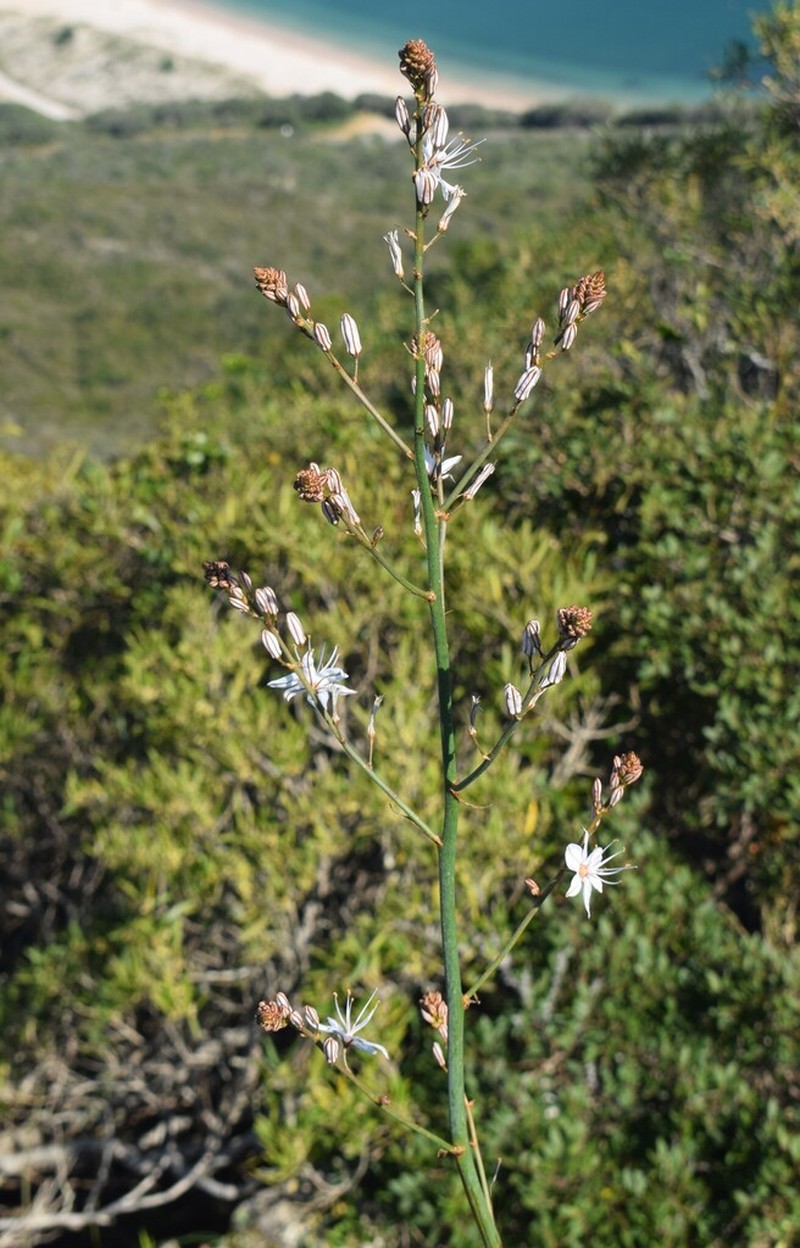 Asphodelus serotinus photo 3