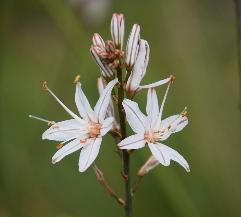 Asphodelus serotinus photo 4