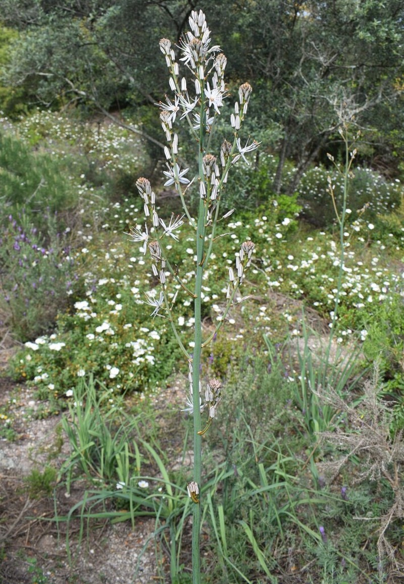 Asphodelus serotinus photo 5
