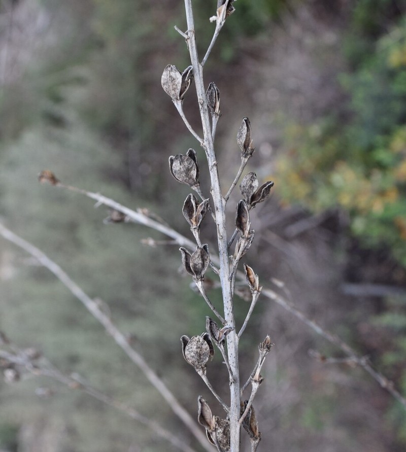 Asphodelus serotinus photo 6