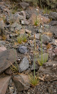 Asphodelus tenuifolius