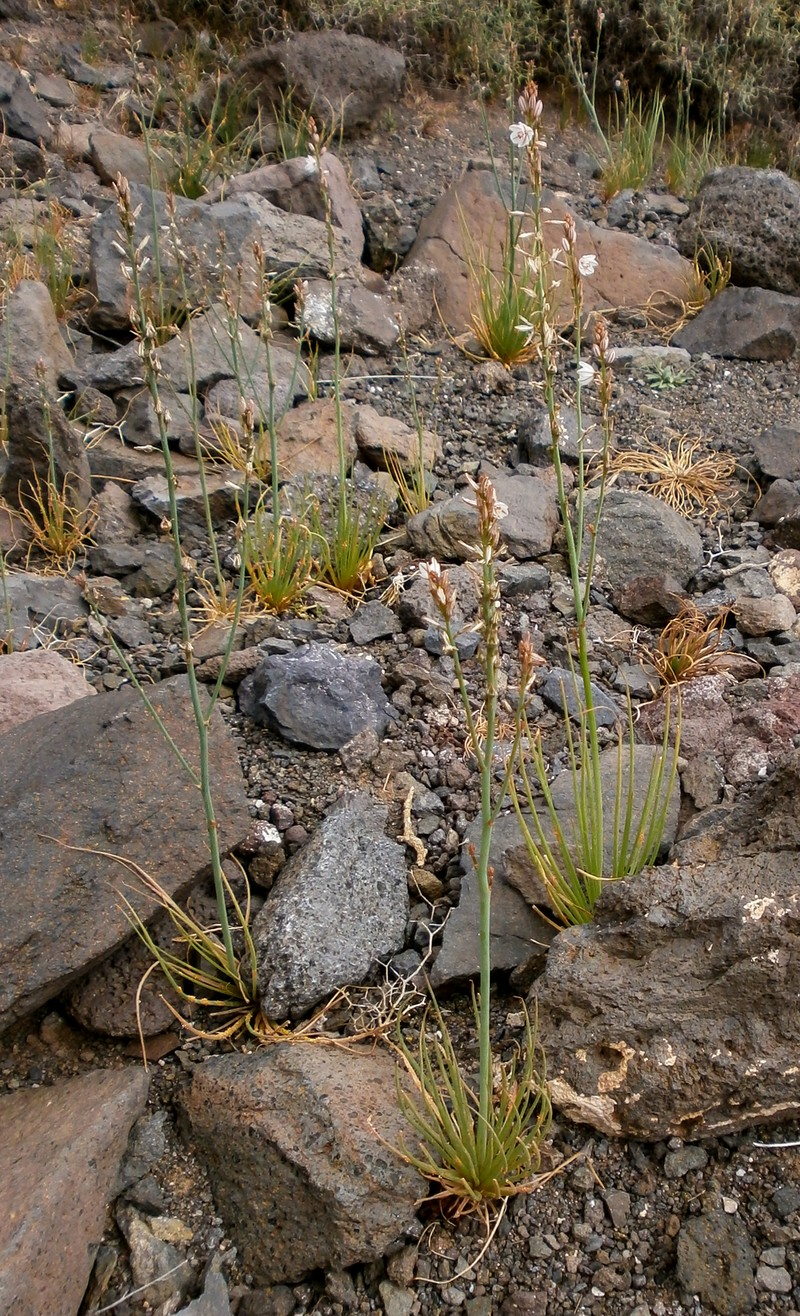 Asphodelus tenuifolius