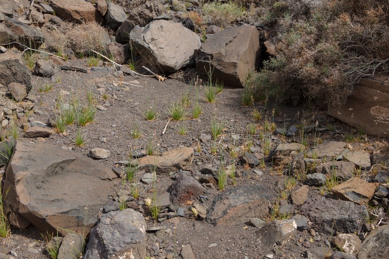 Asphodelus tenuifolius photo 2