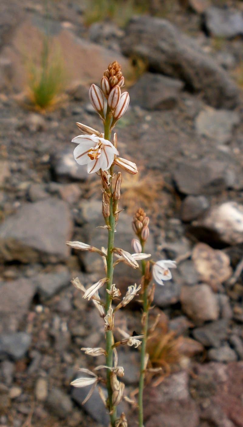 Asphodelus tenuifolius photo 3
