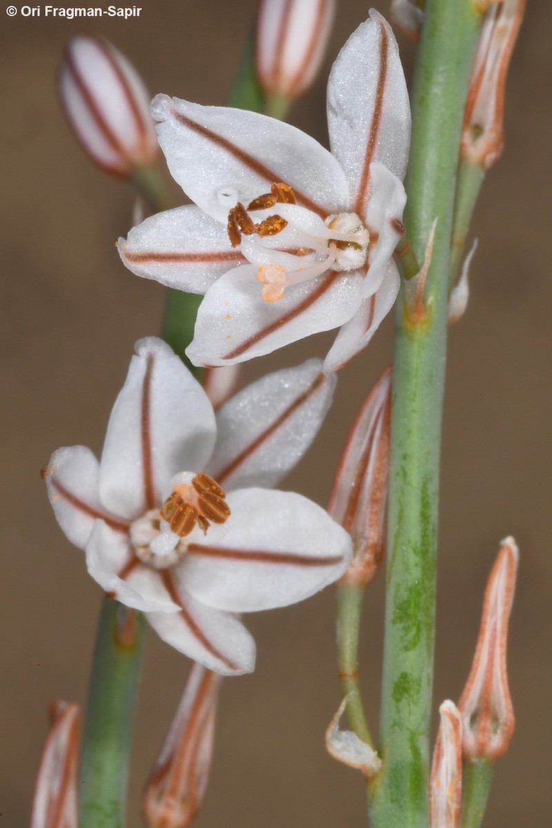 Asphodelus tenuifolius photo 4