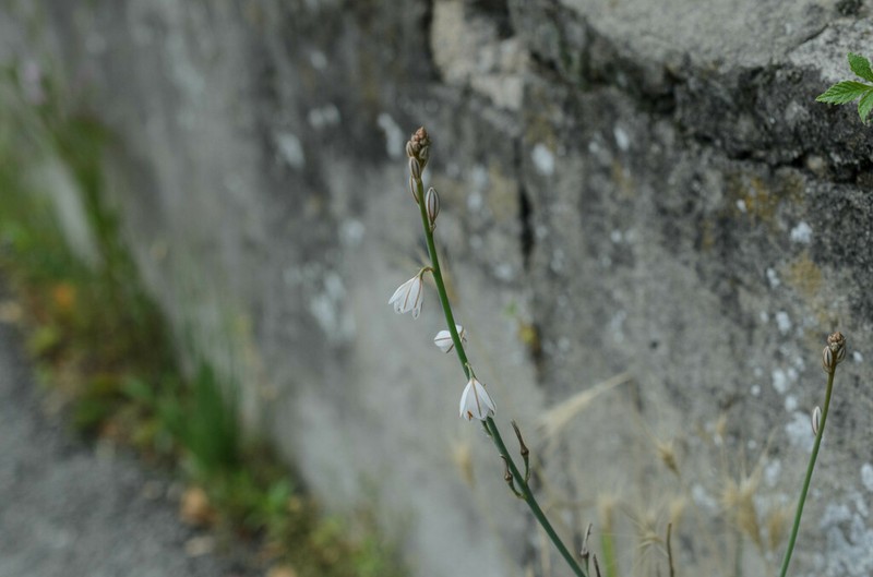 Asphodelus tenuifolius photo 5