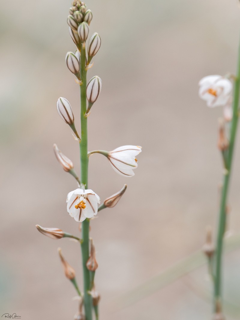 Asphodelus tenuifolius photo 6