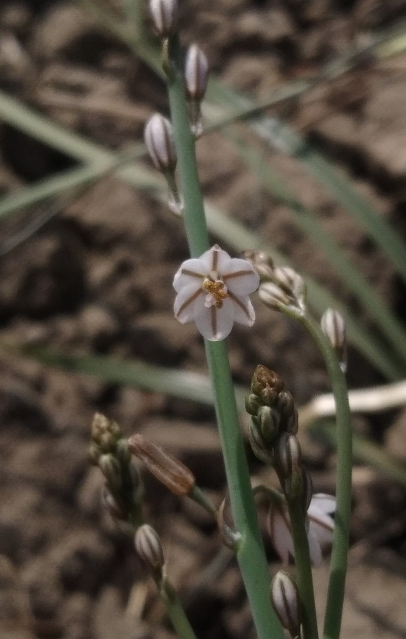 Asphodelus tenuifolius photo 7