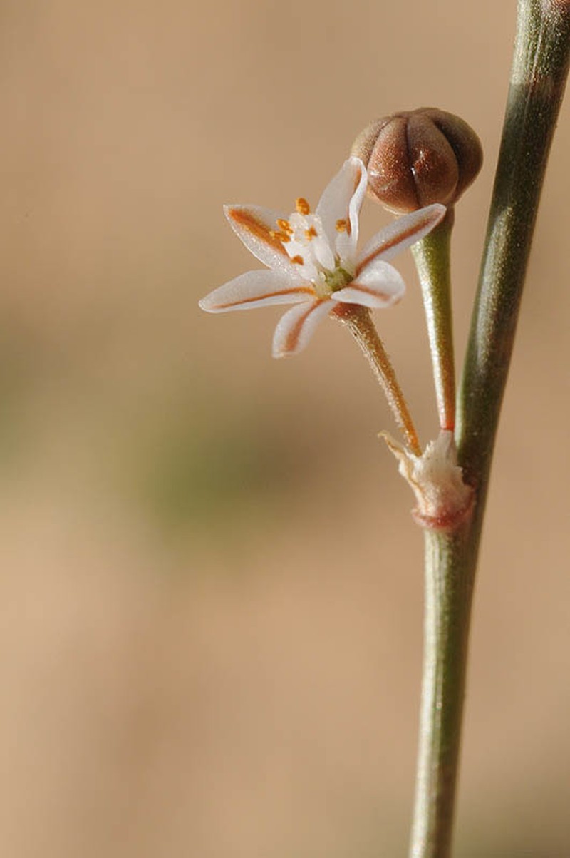 Asphodelus viscidulus