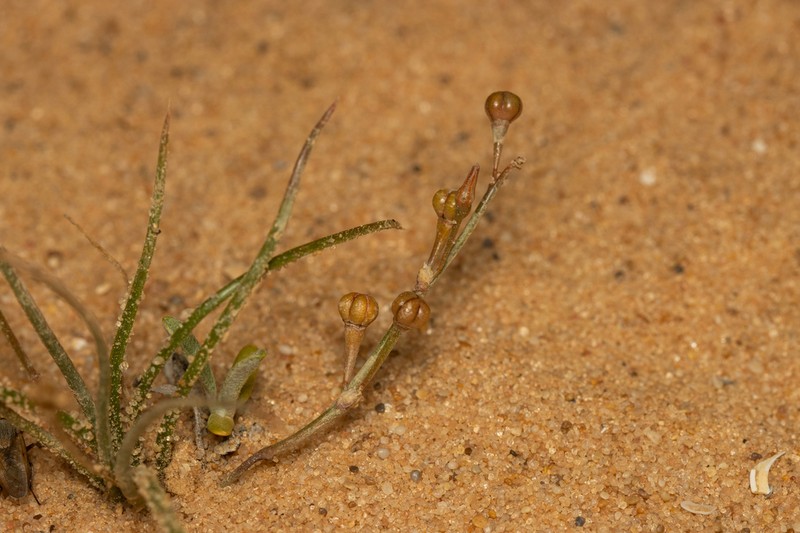 Asphodelus viscidulus photo 2