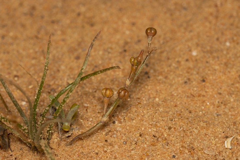 Asphodelus viscidulus photo 3