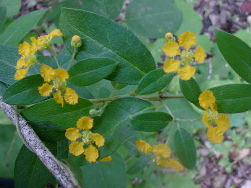 Aspicarpa albida