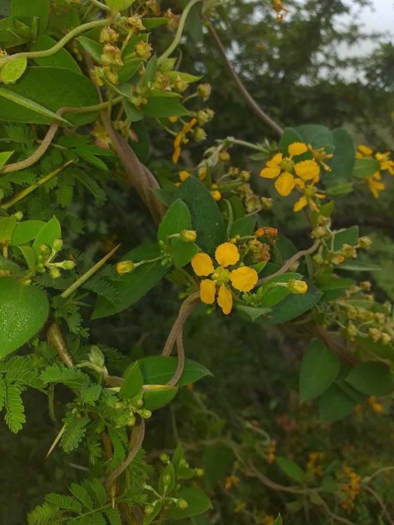 Aspicarpa albida photo 2