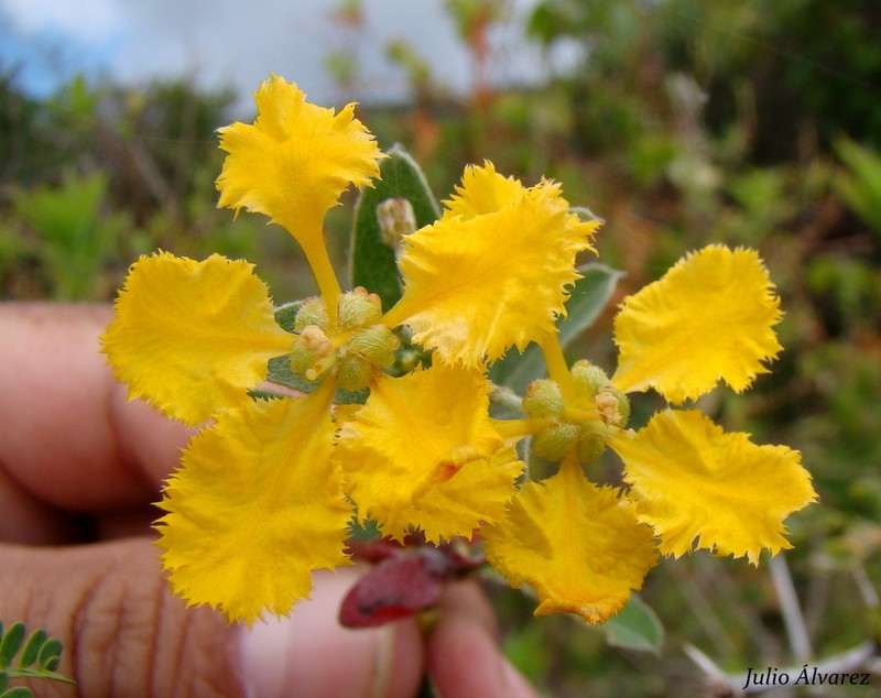 Aspicarpa albida photo 3