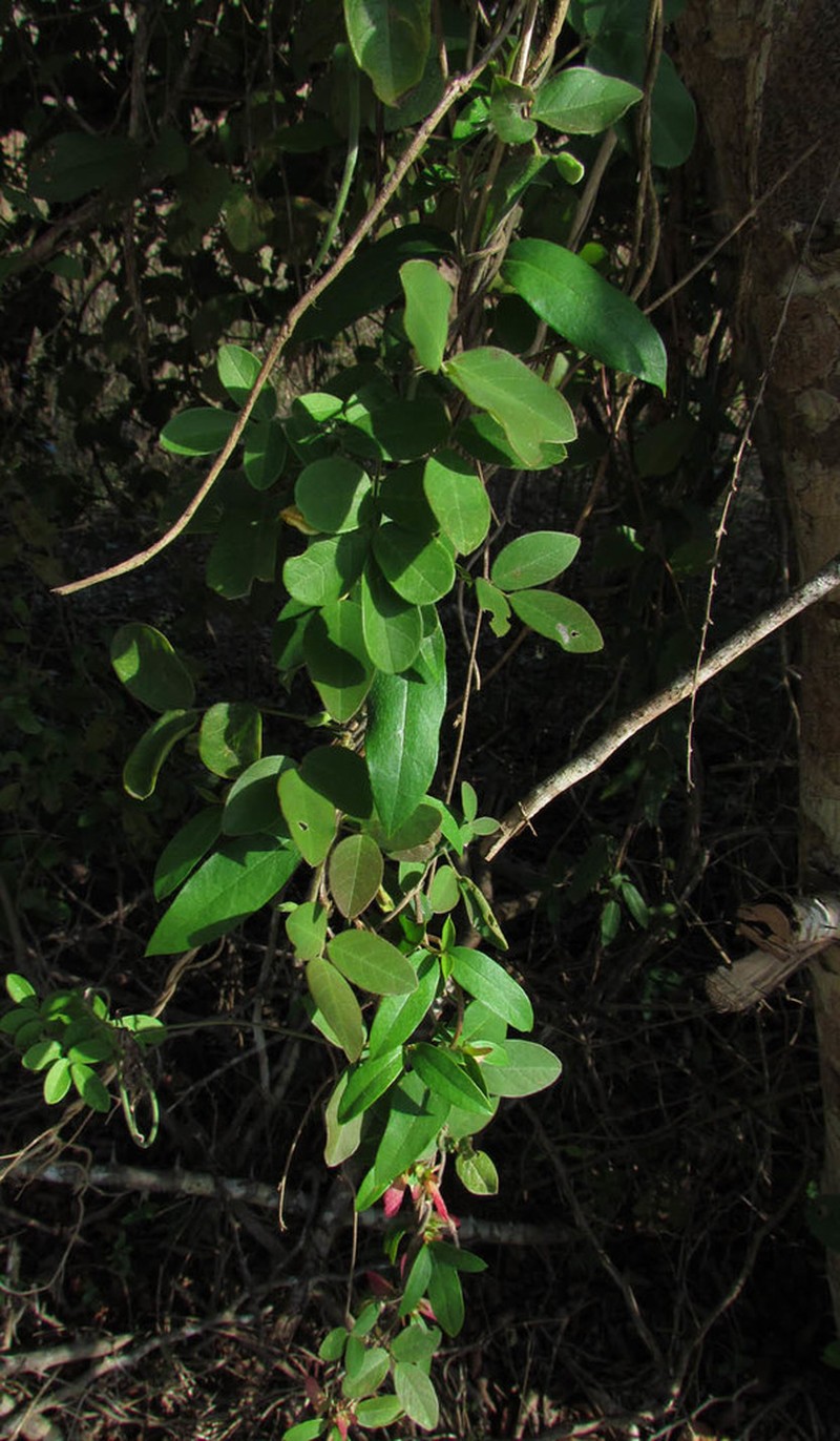 Aspicarpa albida photo 4