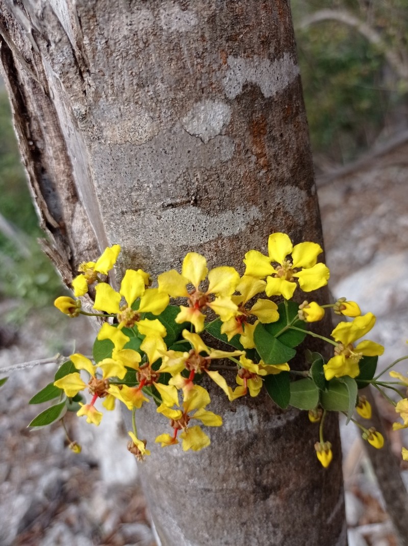 Aspicarpa albida photo 5