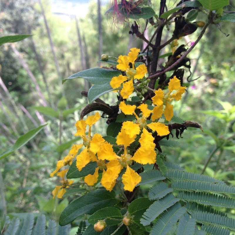 Aspicarpa albida photo 6