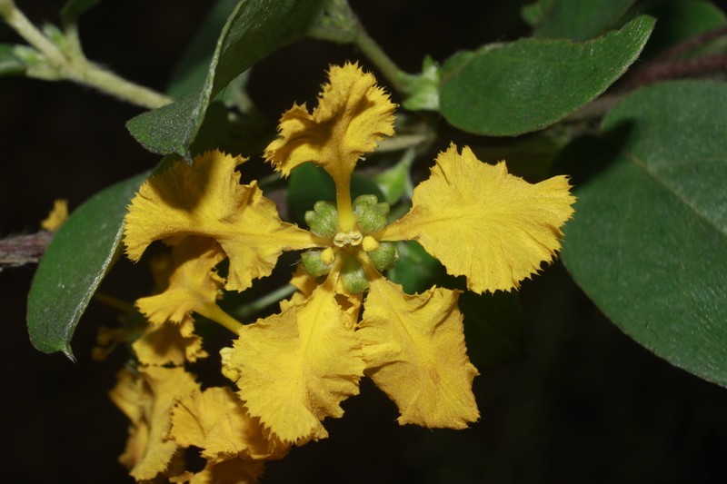 Aspicarpa albida photo 7