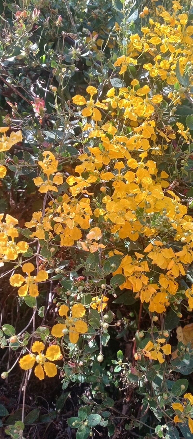 Aspicarpa albida photo 8
