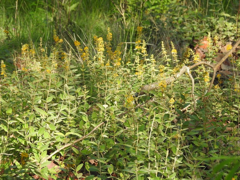 Aspicarpa brevipes