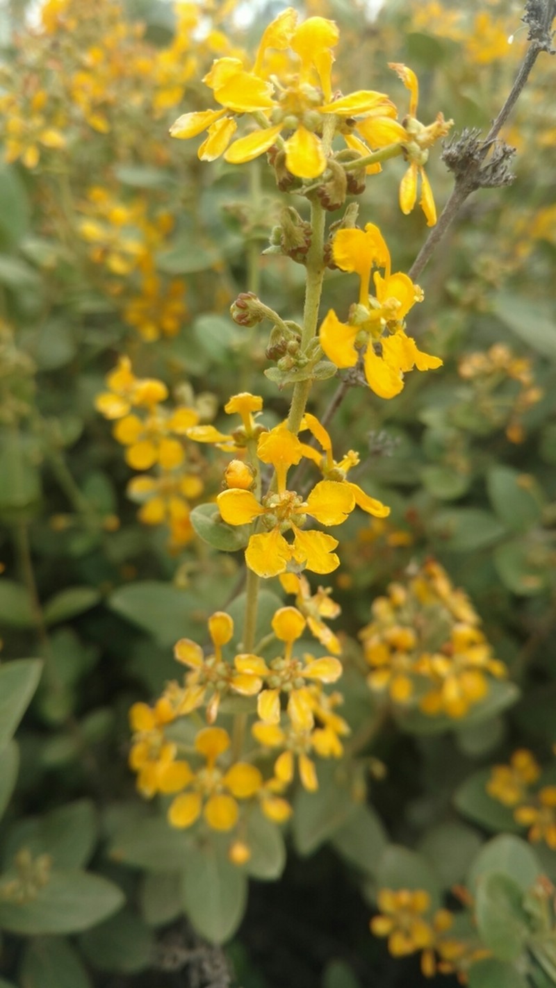 Aspicarpa brevipes photo 2