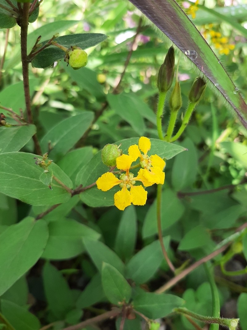 Aspicarpa brevipes photo 3