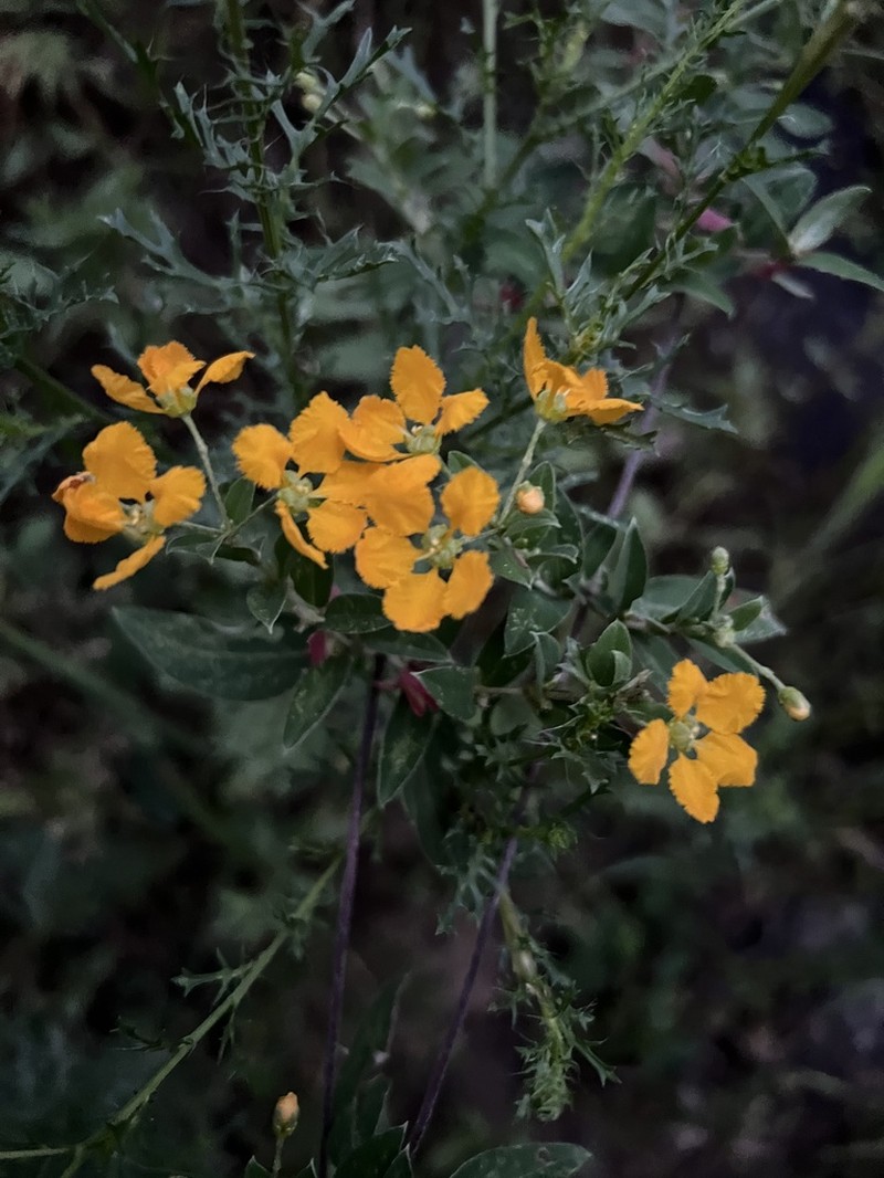 Aspicarpa brevipes photo 4