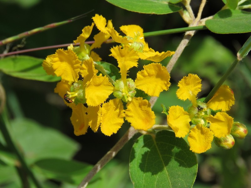 Aspicarpa brevipes photo 5