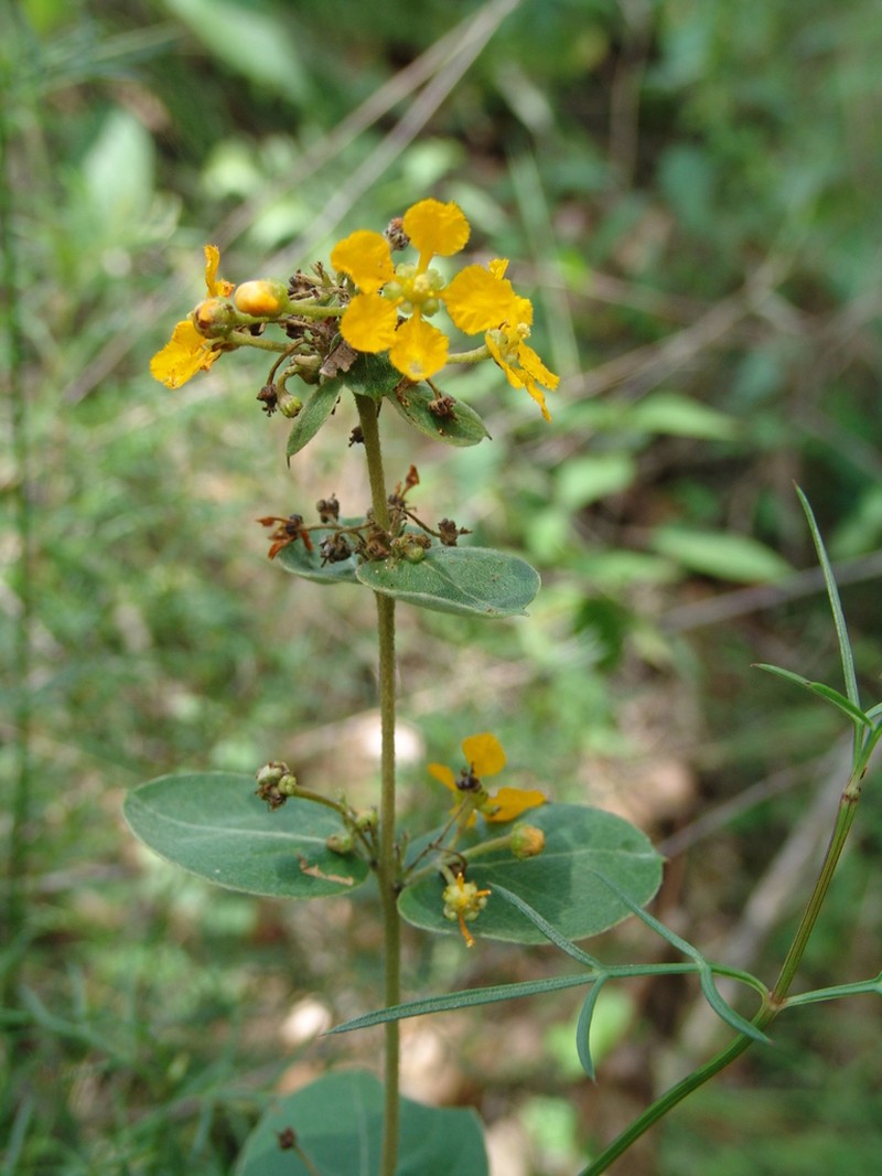 Aspicarpa brevipes photo 7