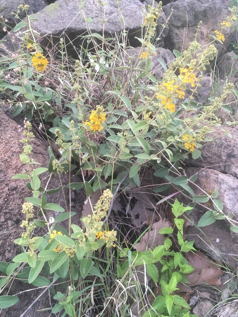 Aspicarpa brevipes photo 8