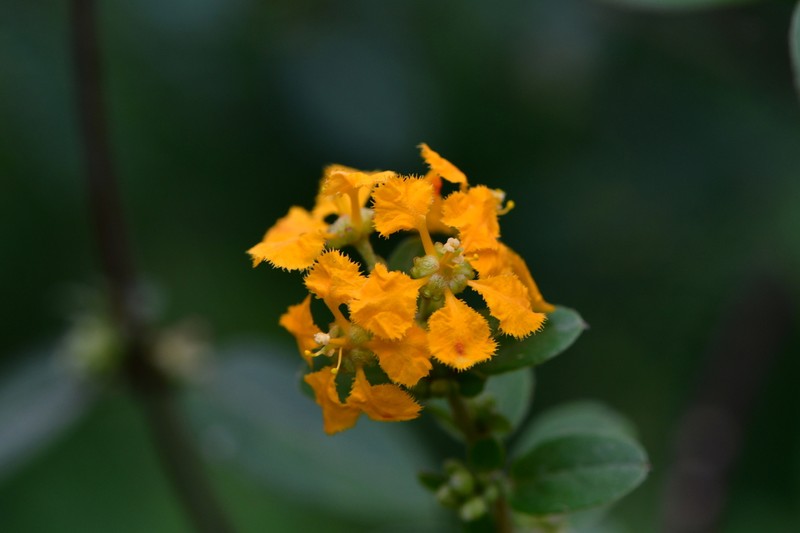 Aspicarpa cynanchoides