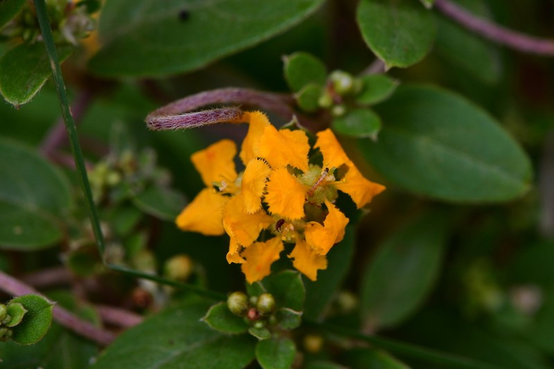 Aspicarpa cynanchoides photo 2