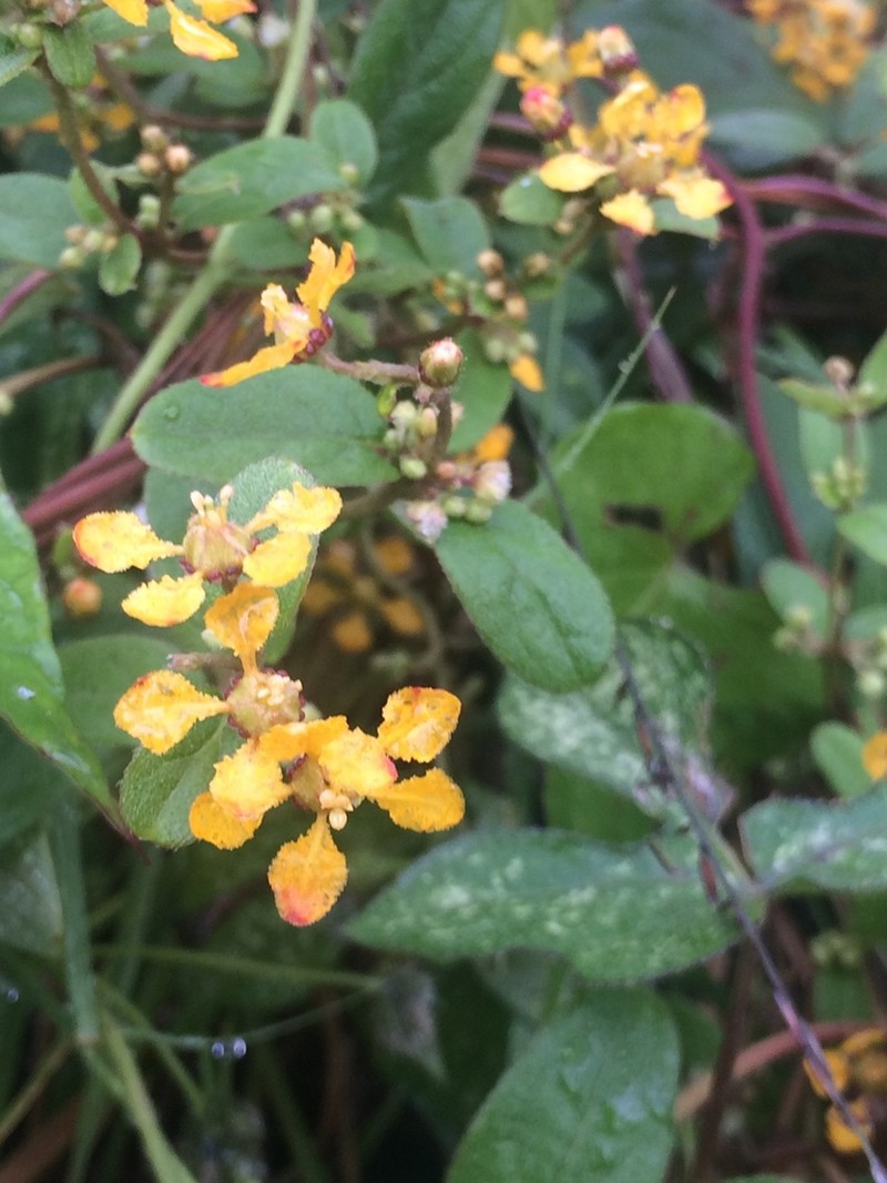 Aspicarpa cynanchoides photo 3