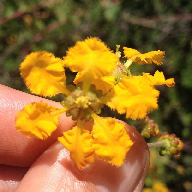 Aspicarpa cynanchoides photo 4