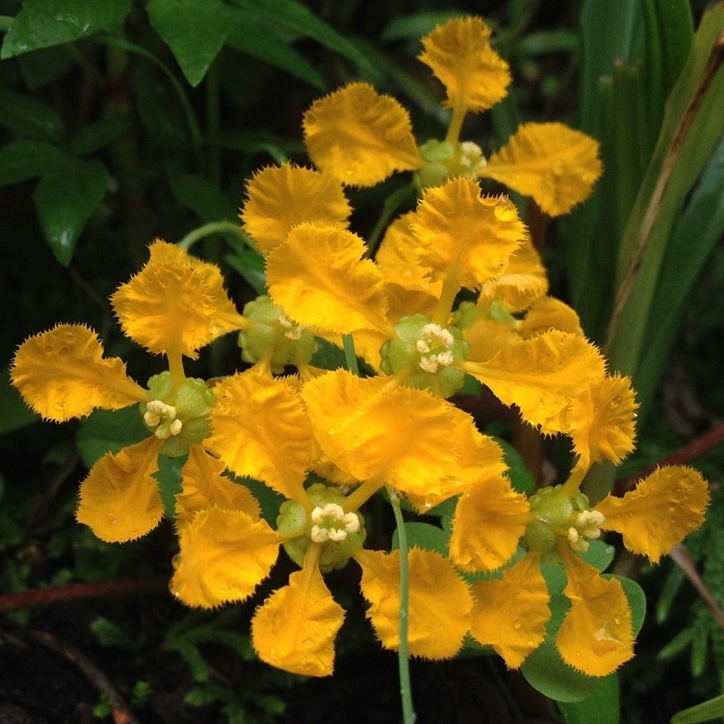 Aspicarpa cynanchoides photo 5