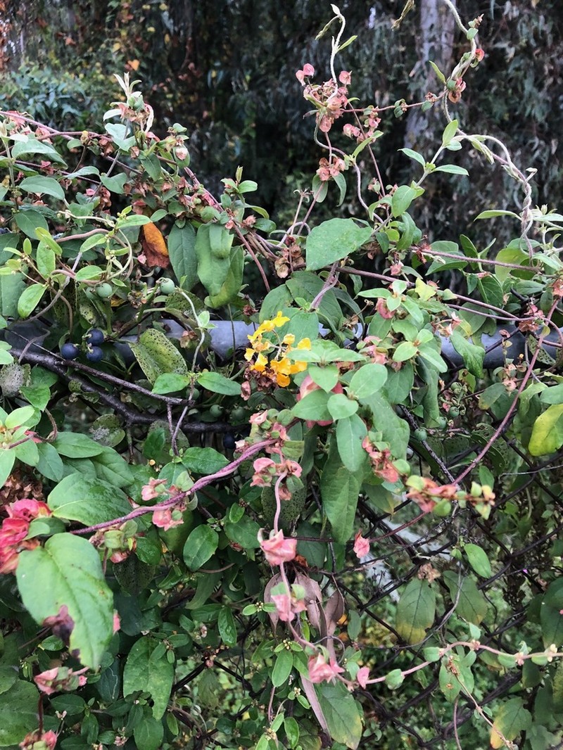 Aspicarpa cynanchoides photo 6