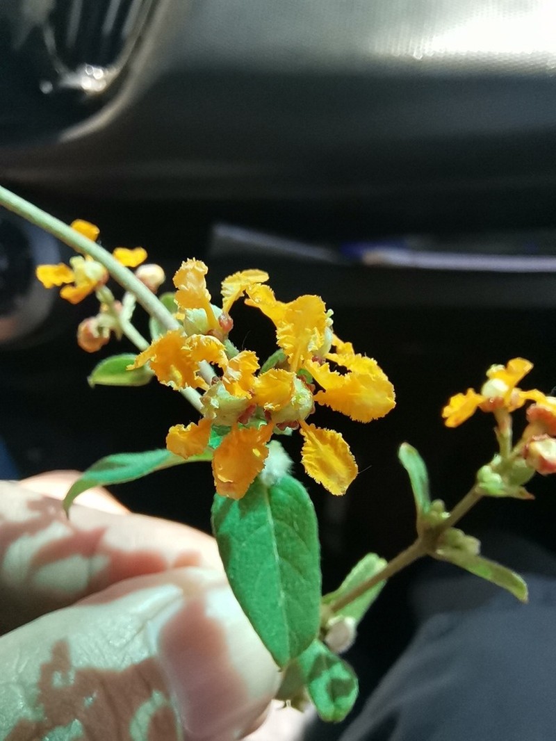 Aspicarpa cynanchoides photo 7