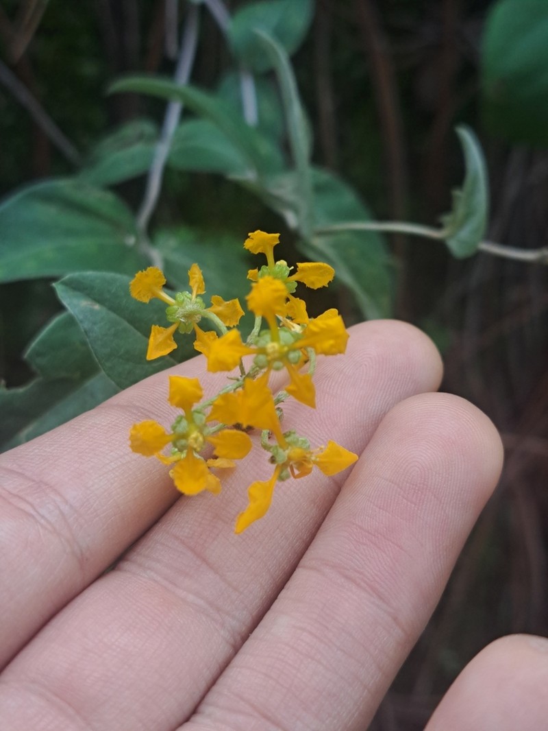 Aspicarpa cynanchoides photo 8