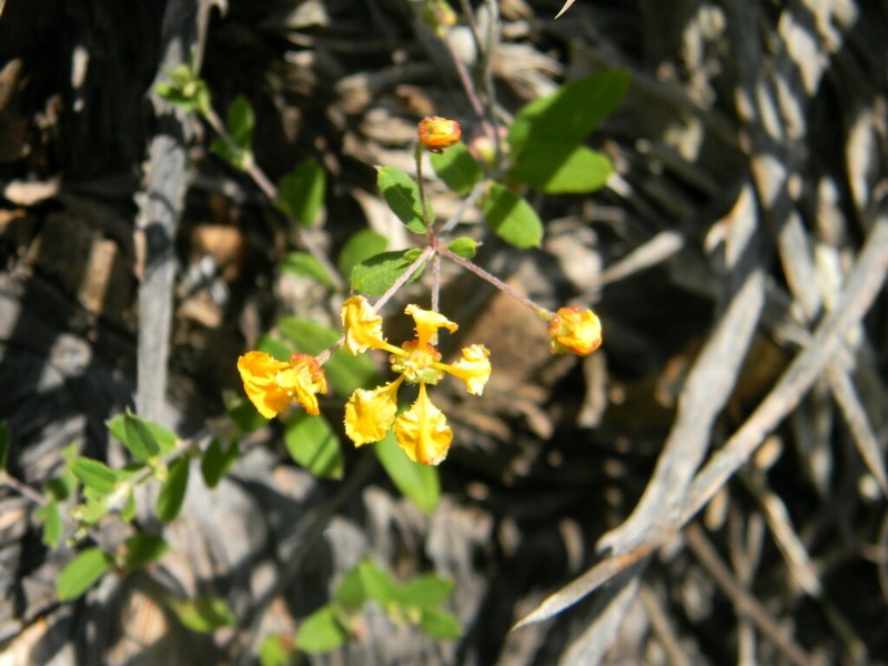 Aspicarpa galeottiana