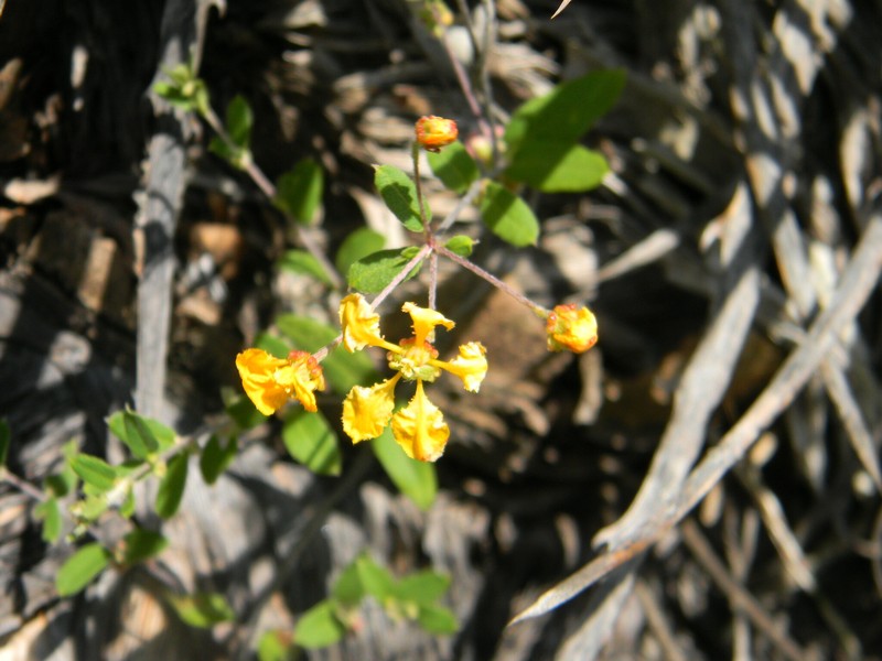 Aspicarpa galeottiana photo 2
