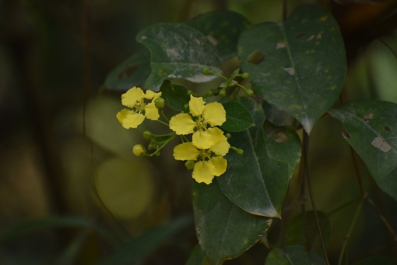 Aspicarpa hexandra