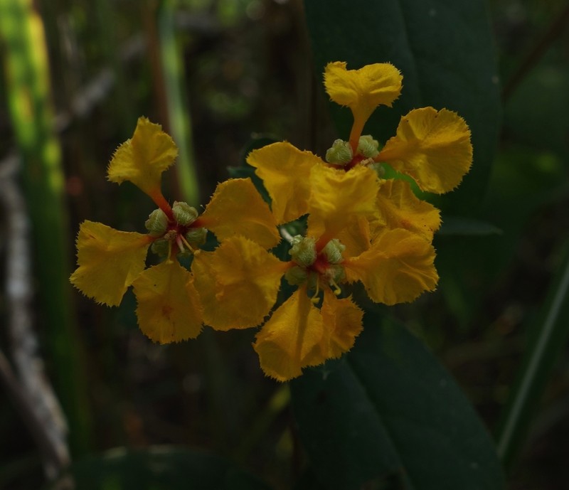 Aspicarpa hexandra photo 2