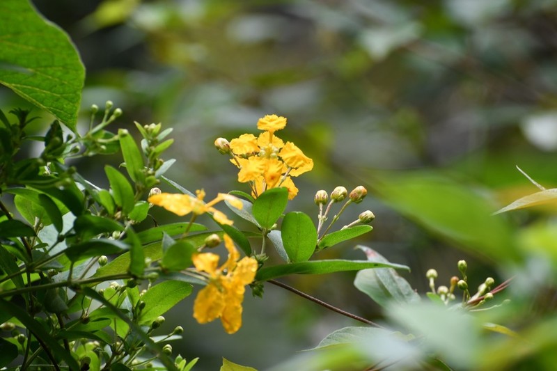 Aspicarpa hexandra photo 3