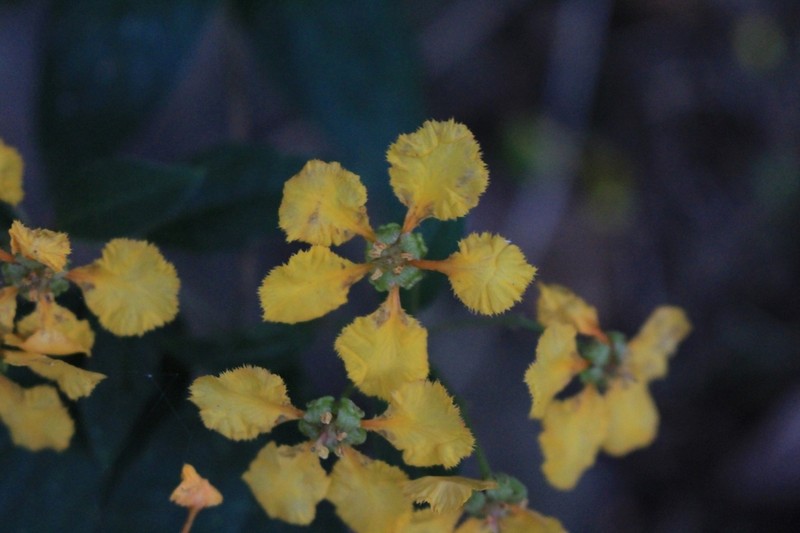 Aspicarpa hexandra photo 4