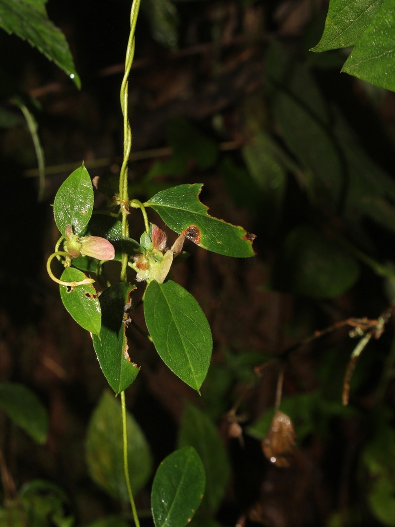 Aspicarpa hexandra photo 6