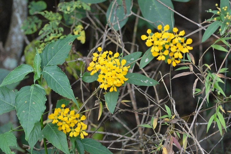 Aspicarpa hexandra photo 7